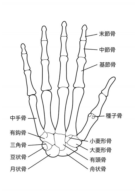 手骨|手骨(シュコツ)とは？ 意味や使い方